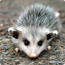 images?q=tbn:ANd9GcSJnl6MlUZuPyGGRhTf754PBUqK0ndFKa7pPS9m8wmtiZ-zuNXC