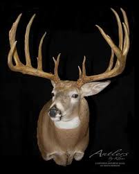 Image result for buck antlers