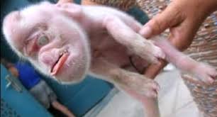 Image result for human pig