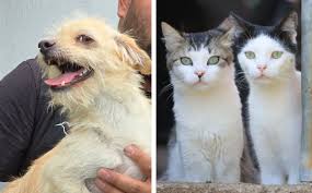 ¿Quieres una mascota? Habrá adopciones y vacunas GRATIS para perros y gatos en Tlaquepaque | Fecha y requisitos