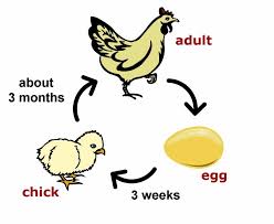 Image result for chicken egg cycle