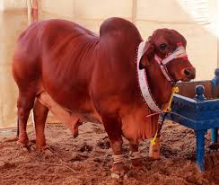 Image result for bakra eid 2015 pakistan