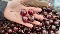 Uzbekistan’s cherry season starts early with prices soaring 70% y/y