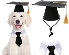 dog and a cat with a graduation capの画像