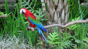 Image result for macaw parrot hd