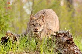 Image result for threatened