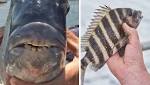  This fish has human teeth and it's freaking people out