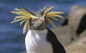 Image result for penguins