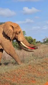 Good job 👏👏Thank you 🫠 Video by @sheldricktrust ...