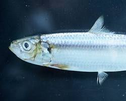 Sardinha-Verdadeira