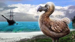 「dodo」の画像検索結果