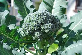 Image result for broccoli growing