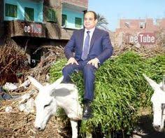 نتيجة بحث الصور عن الحمار السيسي