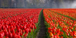 Image result for keukenhof gardens