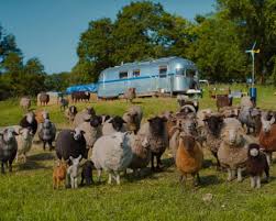 The Sheep Detectives review – Hugh Jackman gives a flock in baa-rking mad cosy crime caper