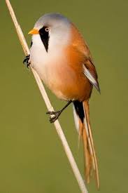 Image result for bearded reedling