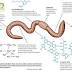 Night Crawler Chemistry