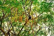 Image result for Moringa