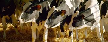 Image result for Crop-livestock Production
