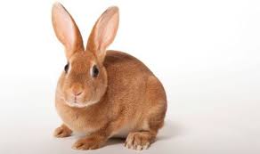 Image result for RABBIT