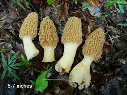 Image result for photo of a morel mushroom
