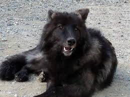 Image result for black wolf pup