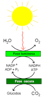 Resultado de imagen para fotosintesis