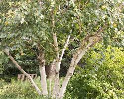 Birch tree