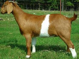 Image result for GOAT