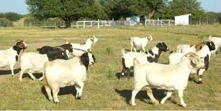Image result for GOAT