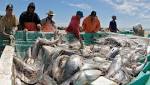 Fish loud could deafen dolphins