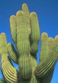 Image result for saguaro cactus