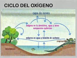 Resultado de imagen para ciclos biogeoquimicos