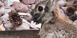 Bizarre rabbits with growths on their faces