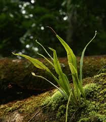 Image result for Belvisia spicata