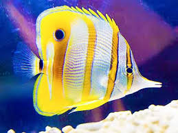 Image result for Butterfly Fish Purple Jigsaw Puzzle