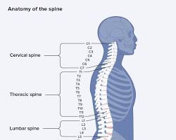 Image of Human spine anatomy