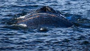 Riesiger Wal strandet in Lübecker Bucht – Rettungsaktion läuft
