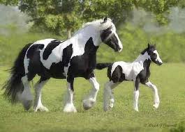 images?q=tbn:ANd9GcSLUqb1VoYSSTdTBnncWekHzFbcfXvLTL82aAPrgDJqmI6yPuis