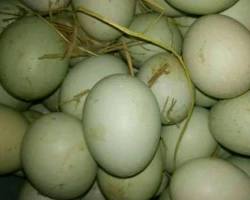 Gambar Telur bebek kampung