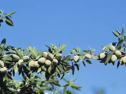 almond tree ile ilgili görsel sonucu