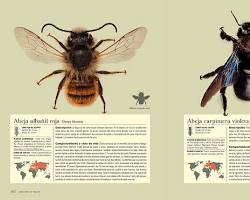 Imagen de Osmia bicornis, la abeja carpintera