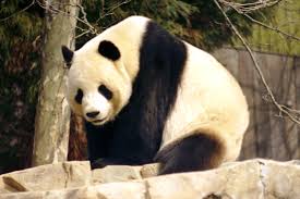 Resultado de imagen de giant panda
