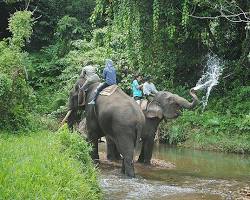 Gambar Gajah Sumatera di Taman Nasional Bukit Barisan Selatan