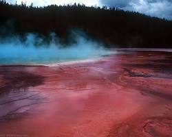 Image of Red algae in springs