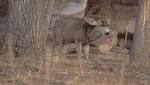  Wasting disease hits 16 percent of male deer, elk, moose tested in parts of Colorado