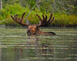 Image result for moose on the move