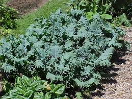 Image result for kale plant