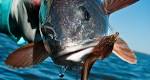 Fly fishing redfish flies