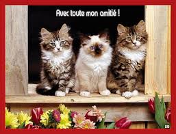 Résultat de recherche d'images pour "images gif petits chats adorables"